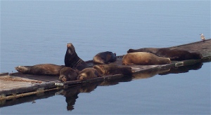 seals at my favorite harbor Crescent City, Nothern CA